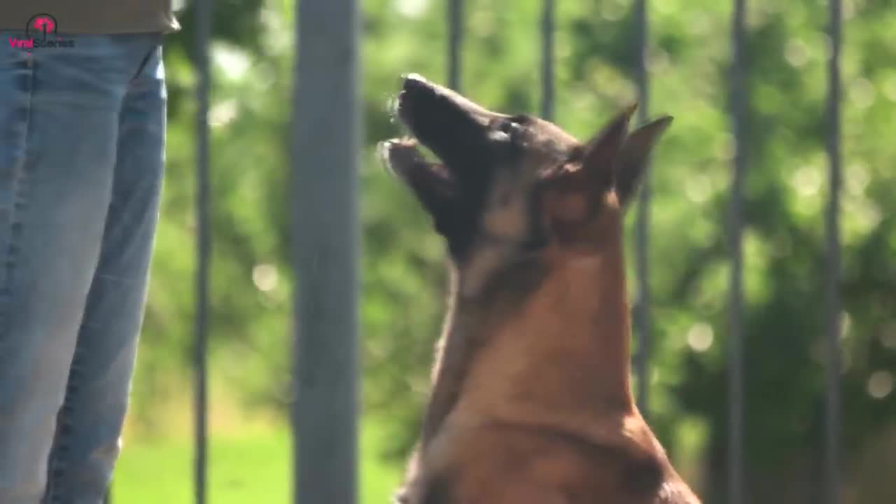 Dog Barks At Babysitter