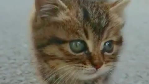 Funny Cat Video