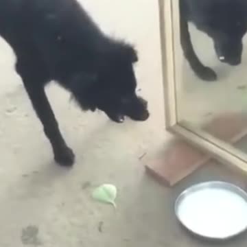 Dog Vs Her Self
