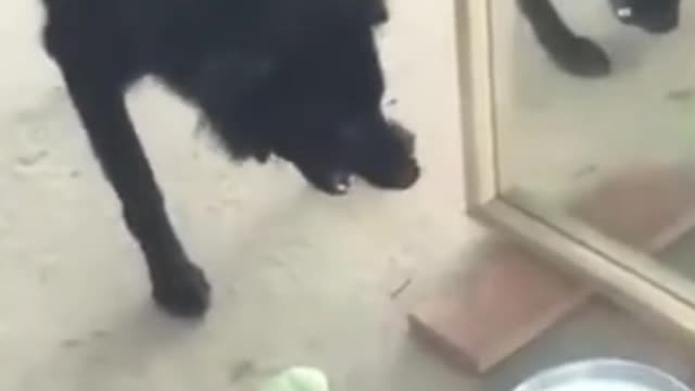 Dog Vs Her Self