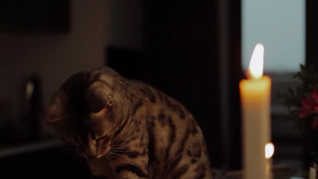 MY CAT ON XMAS