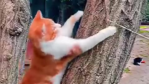 Funny Cat Video #Shorts