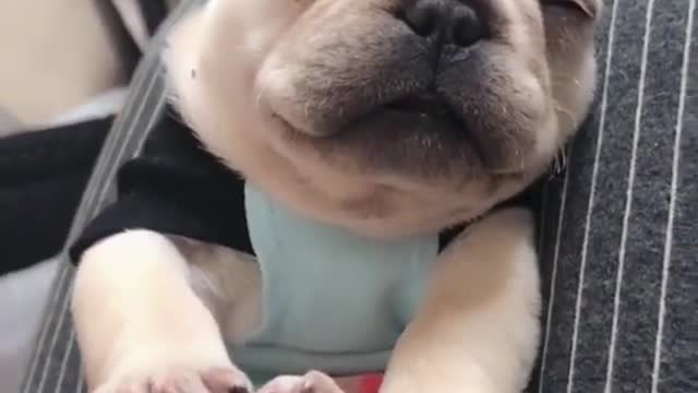 Funny and cute puppy sleeping