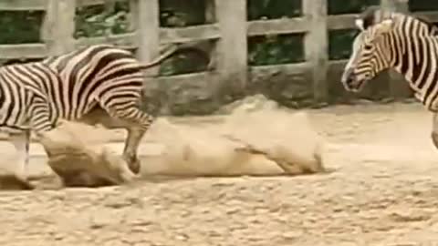 Two zebra runing play in fild.