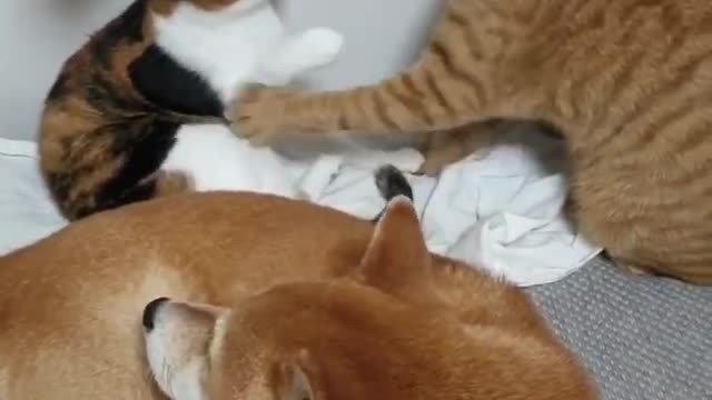 The harmony of cats and dogs.