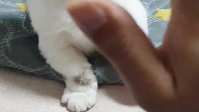 a high-five cat2. luckypunch