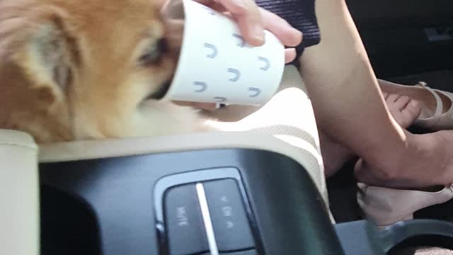 Doggy drinking water with a cup