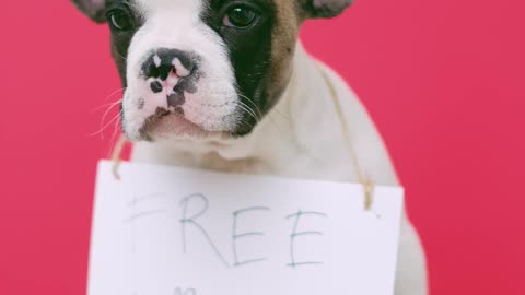 Free kisses dog - funny pets