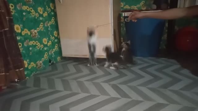 Only heart knows to jump