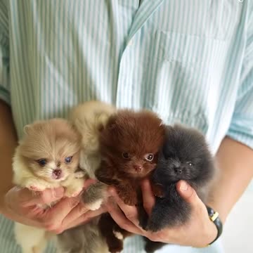 A bunch of fluffy sweetness! 🐶🧡