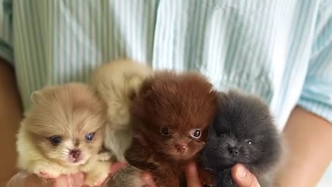 A bunch of fluffy sweetness! 🐶🧡