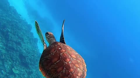 Amazing view of nature | in the sea