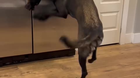 Dogs Try To Grab Eggs Funny#dogfunny #blooper #doglife