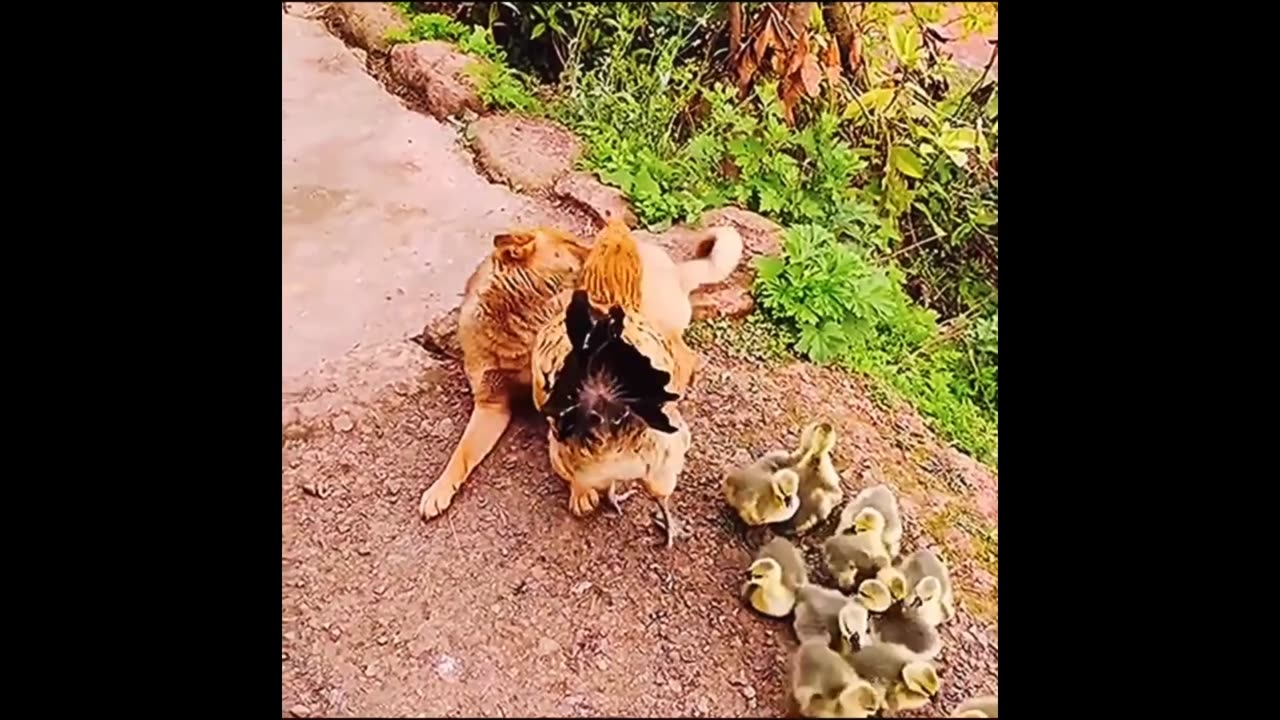 Those cute animals