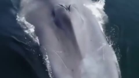OMG!!! See this deep sea whale 🐳🐳