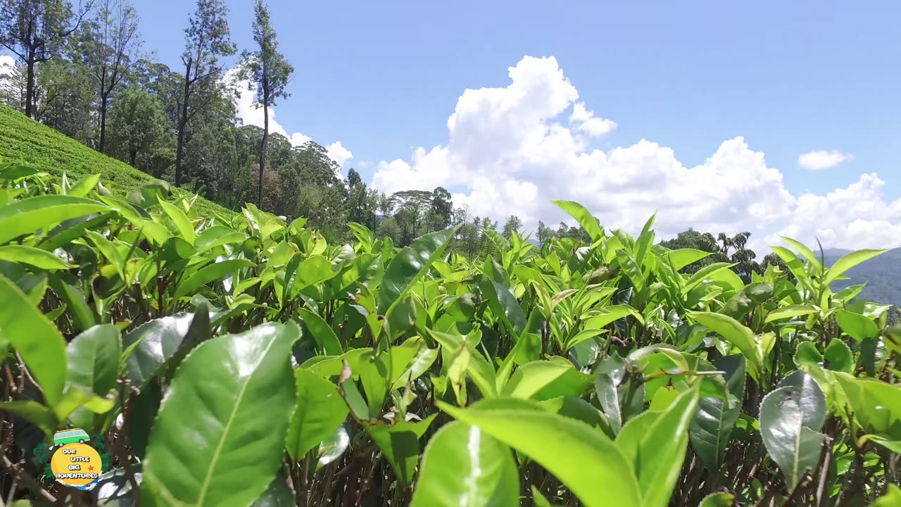 Sri Lanka.