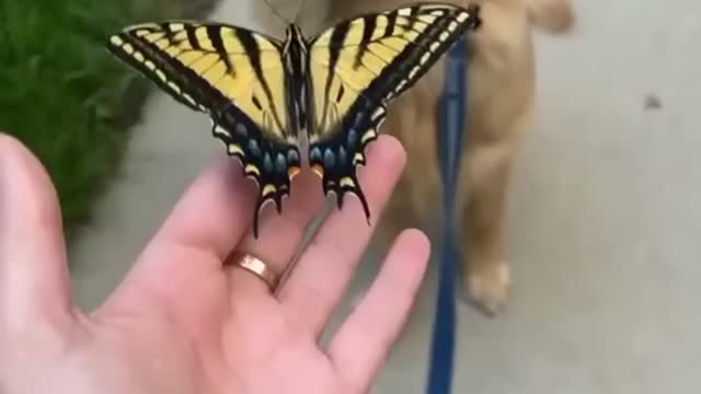 funny animals