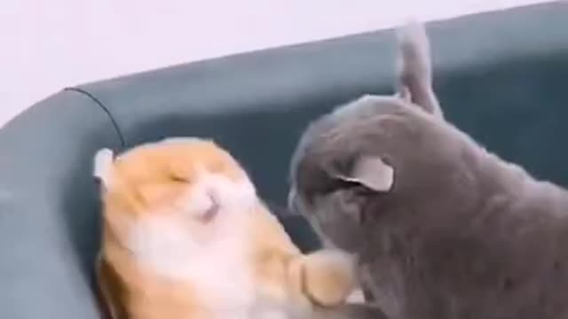 FUNNY Cat VS Dog Fights 🐈🐕 | Angry Cats - Sometimes Cat but most of the time Your Wife ✌️