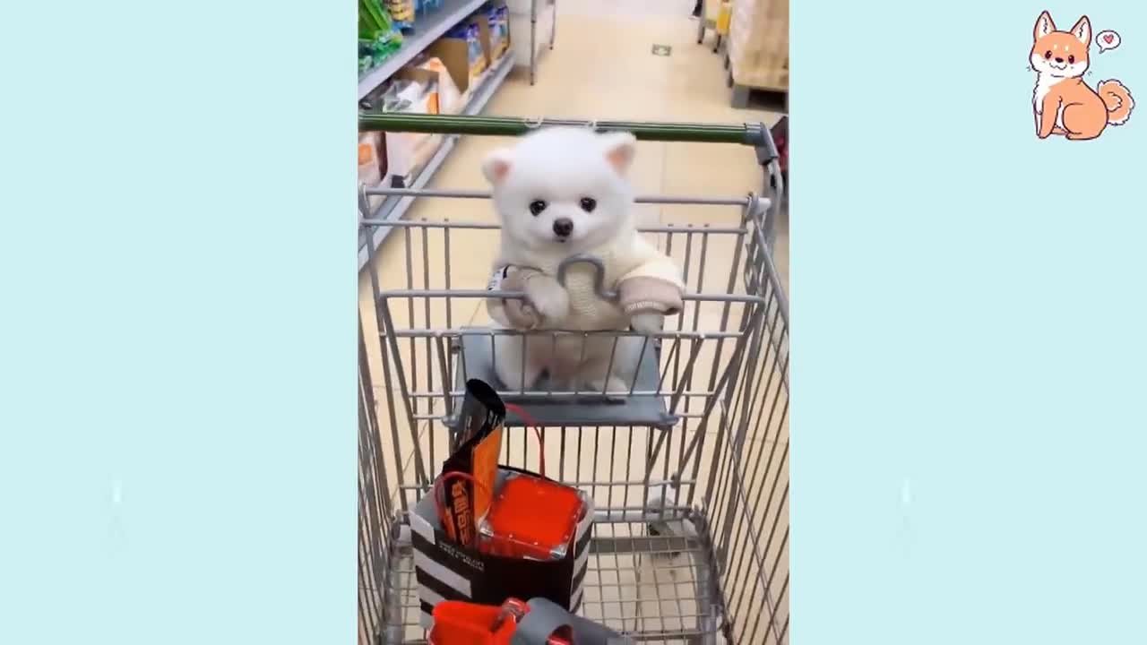Cute puppies cute funny and smart dogs complications