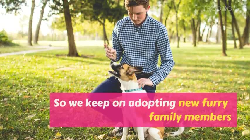 how to overcome the pain of losing your pet