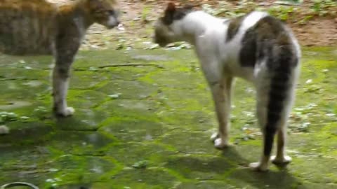 CAT FIGHTING funny video