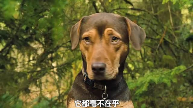 Stray dog ​​adopts kitten and grows up to become king of forest cougar2