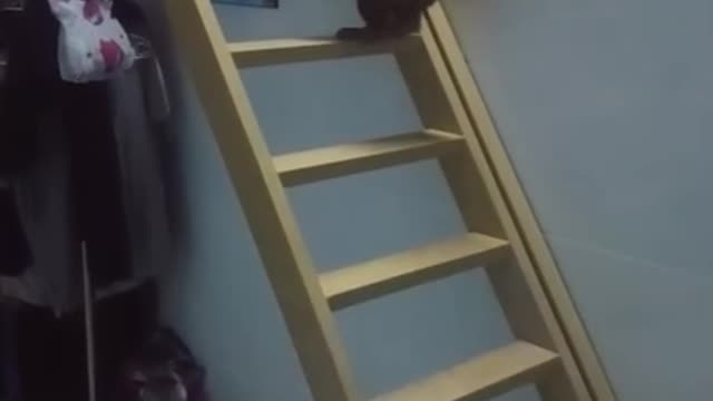 Puppy climbing stairs