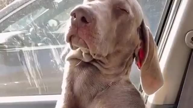 Very Sleepy Dog - Cute Funny Pets Br