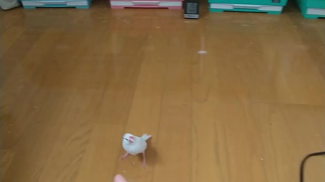 複数放鳥の練習中