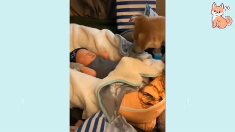The most funny dogs most funny video