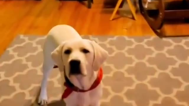 Hey there, Want to See Some Cute Animals?