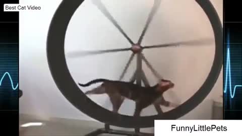 Hilarious Cat Video Compilation - Cat Exercises