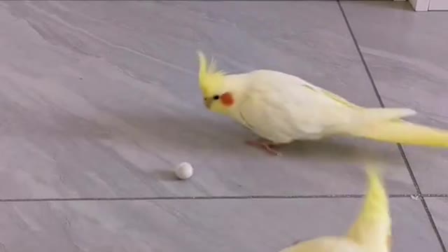 parrot playing ball