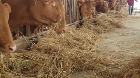 Cows and calves that eat straw