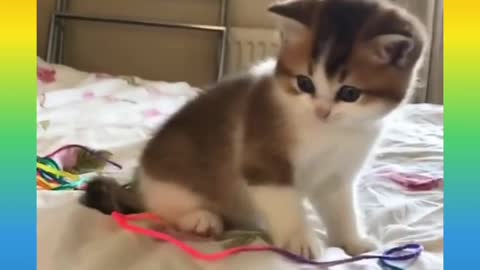 #Funny and Cute Cat Video Compilation_ __short videos