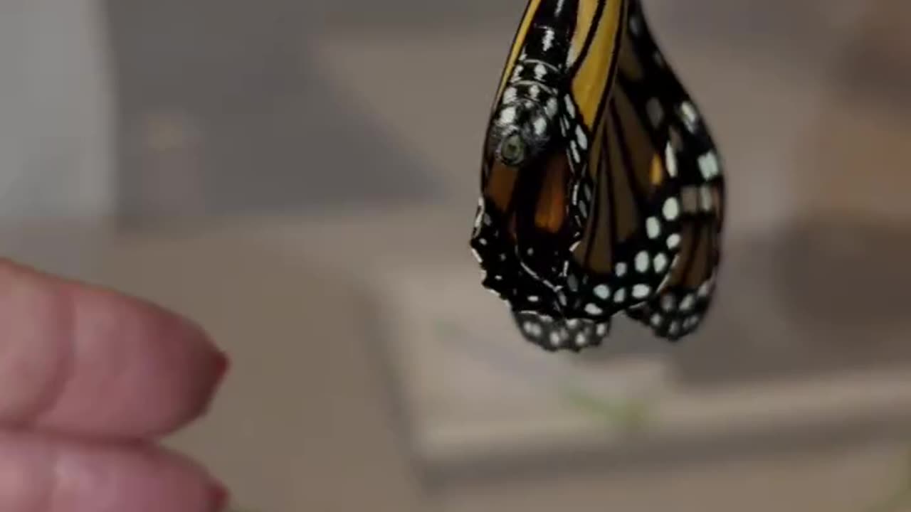 Monarch Butterfly Season 2024 Part 9