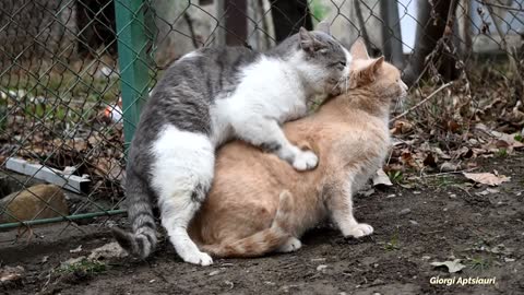 cutecats Mating Cats Hard