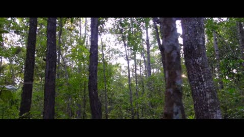 IN FOREST Cinematic video _ Nature(1080P_60FPS)