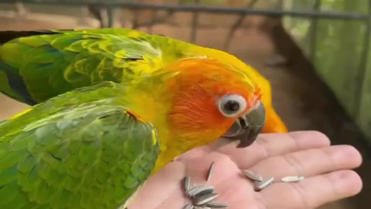 Fearless Feathers: Stunning Parrots Trustingly Dine on a Hand!