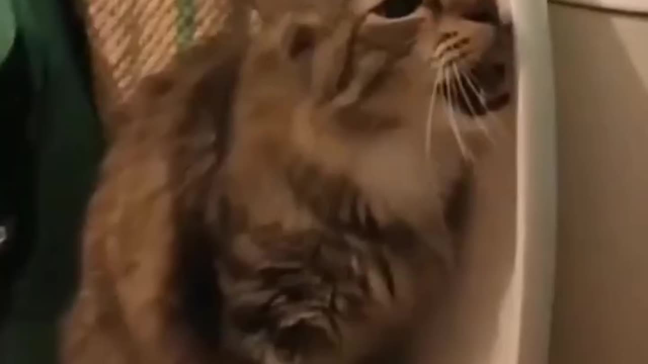 Funny cats and animals videos