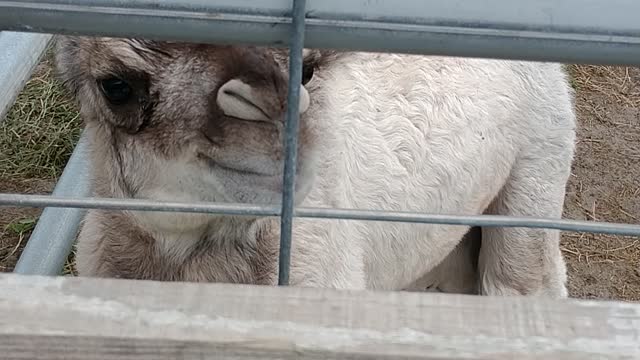 Baby Camel