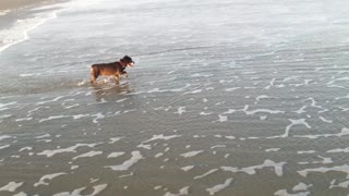 Lil’ Black Dog in the waves