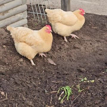 OMC! Chickens doing excavation work behind their dirt bathhouse - Worms r the byproduct. ❤️🐔 #shorts