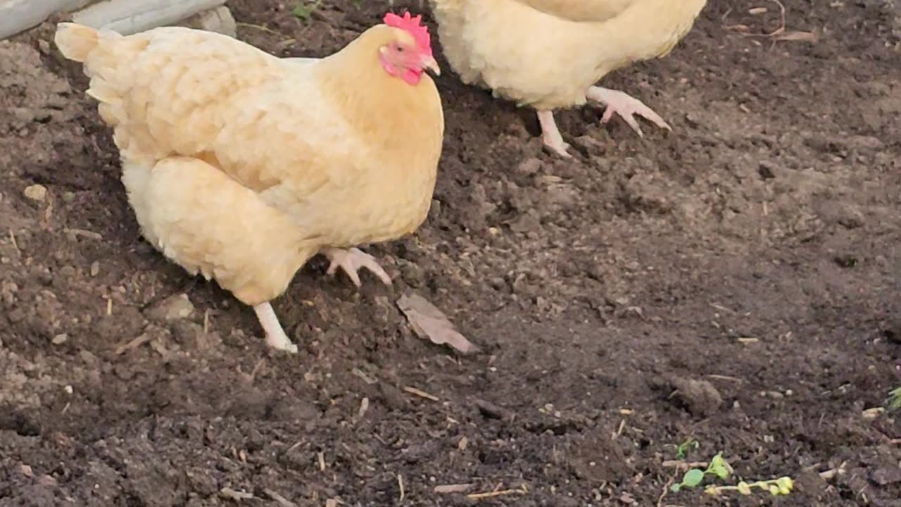 OMC! Chickens doing excavation work behind their dirt bathhouse - Worms r the byproduct. ❤️🐔 #shorts