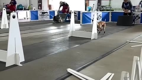 Fastest dog of all time?