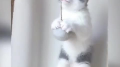 kittens doing arts