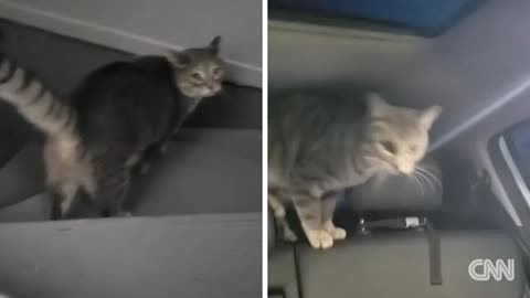 Mistaken identity: Canadian woman accidentally grabs cat that looks like hers