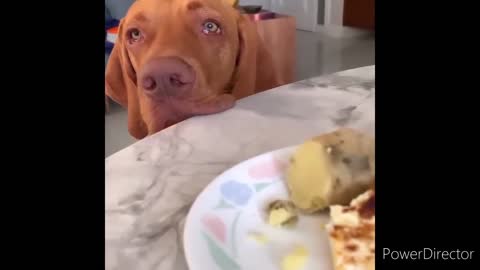 Funny Animal Videos 2022 😂 - Funniest Cats And Dogs Videos 😺😍 #6