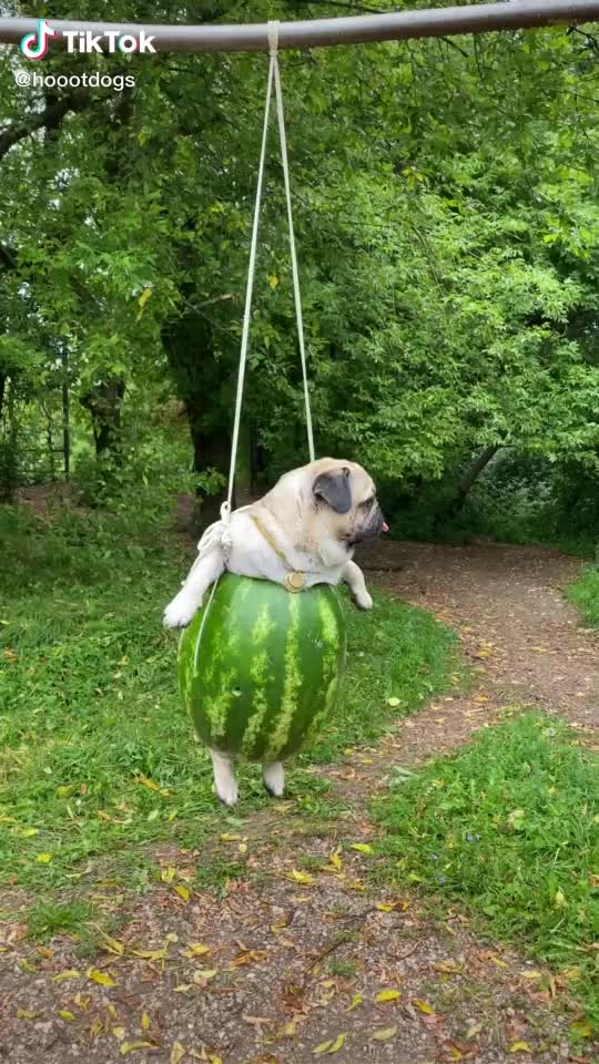 Lovely funny dog in watermelon