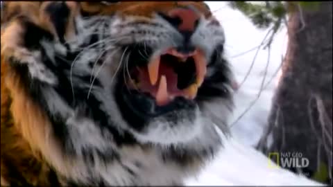 National geographic channel vedios animals calture realated